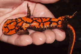 Loài cá độc lạ ở Việt Nam biết leo cây như thằn lằn