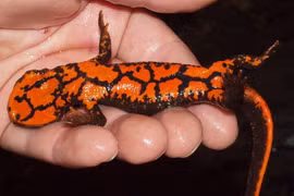 Loài cá độc lạ ở Việt Nam biết leo cây như thằn lằn