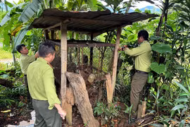 Hai cá thể khỉ đi lạc ở Kon Tum: Loài 'quý như vàng' ở Việt Nam! 