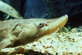 'Quái ngư' khổng lồ 100 tuổi dính câu, cần thủ không kịp trở tay 