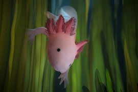 Tận mục 'khủng long' mini quý hiếm, cả thế giới sót lại 1.200 con