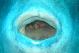 Động vật đẻ nhiều nhất hành tinh nhưng vẫn là loài quý hiếm