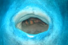 Động vật đẻ nhiều nhất hành tinh nhưng vẫn là loài quý hiếm