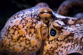 Lộ diện hậu duệ tiếp quản Trái Đất khi loài người tuyệt chủng