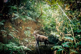 Lần theo dấu vết của loài thú bí ẩn nhất thế giới