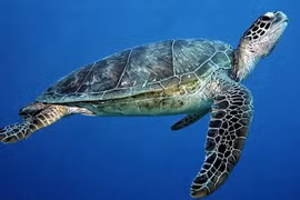 Tận mục loài rùa xanh trong Sách đỏ thế giới được thả về biển Lý Sơn