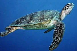 Tận mục loài rùa xanh trong Sách đỏ thế giới được thả về biển Lý Sơn