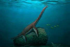 Phát hiện 'quái vật biển' hoàn toàn mới gây bối rối giới khoa học