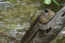 8 động vật kỳ dị Trời ban ở Việt Nam: Số 5 nhìn ám ảnh! 