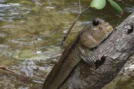 8 động vật kỳ dị Trời ban ở Việt Nam: Số 5 nhìn ám ảnh! 