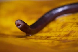 Ấn Độ: Bé trai 1 tuổi cắn chết rắn vì tưởng là đồ chơi