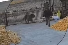 Hổ Siberia đột nhập vào làng và cắn người, gây náo loạn