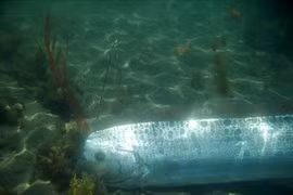 Người dân bắt được 'thuỷ quái' dự báo động đất trên biển