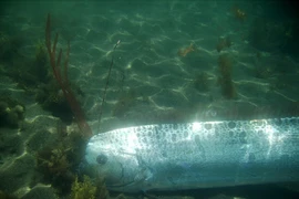 Người dân bắt được 'thuỷ quái' dự báo động đất trên biển