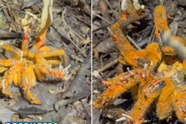 Kinh hoàng bức ảnh về con nhện, toàn thân nhiễm nấm Zombie