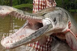 'Tam đại quái ngư' xuất hiện ở hồ nhân tạo, dân đổ xô ra xem 