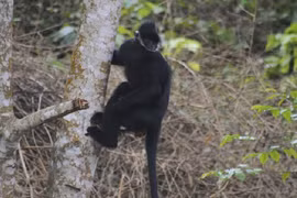 Voọc gáy trắng nhảy múa gần nhà dân là loài cực hiếm