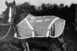 Cảm động những con vật được vinh danh nhờ lòng dũng cảm