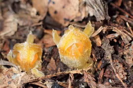 Cận cảnh loại thực vật kỳ lạ bất ngờ 'trở về từ cõi chết'