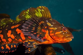 Kỳ lạ loài cá có tài ngụy trang tuyệt đỉnh, mắt thường không thể thấy