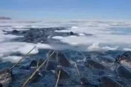 Kỳ lạ loài sinh vật có răng quý hơn vàng