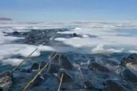 Kỳ lạ loài sinh vật có răng quý hơn vàng