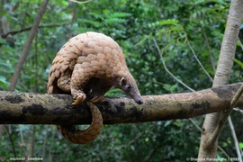 Người dân tự nguyện giao nộp tê tê quý hiếm ở Huế