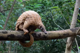 Người dân tự nguyện giao nộp tê tê quý hiếm ở Huế