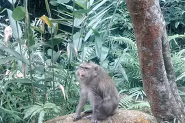  Khỉ vàng được bàn giao ở Thanh Hoá quý hiếm cỡ nào?