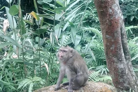  Khỉ vàng được bàn giao ở Thanh Hoá quý hiếm cỡ nào?