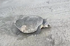 Đồi mồi dứa đẻ trứng ở Côn Đảo: Loài cực quý hiếm! 