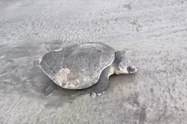 Đồi mồi dứa đẻ trứng ở Côn Đảo: Loài cực quý hiếm! 