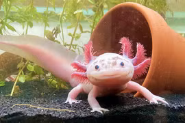 Giật mình loài "thủy quái" mọc lại hoàn hảo các bộ phận bị mất 