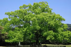 Cây già nhất Việt Nam: Mang phước lành, hút tài lộc, may mắn