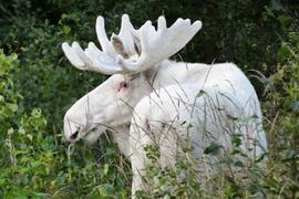 Bất ngờ gặp nai sừng tấm trắng đẹp như 'thần thú' trên quốc lộ