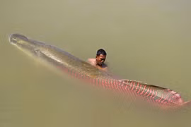 Cận cảnh loài cá được mệnh danh là 'chúa tể sông Amazon'