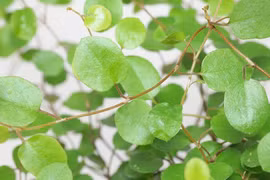 Cây cảnh dân dã, tóc mây óng ả, chiến thần dây leo