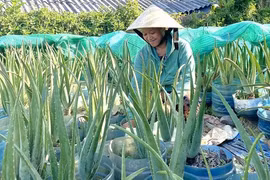 Trồng nha đam, một nông dân ở Huế tự trả lương 10 triệu/tháng