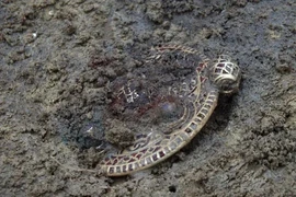 Mở mộ cổ, choáng váng phát hiện kho báu khủng bên trong