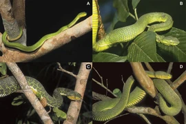 Vẻ đẹp hiếm có của loài rắn độc nhất vô nhị trên thế giới