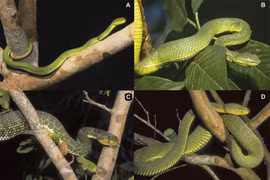 Vẻ đẹp hiếm có của loài rắn độc nhất vô nhị trên thế giới