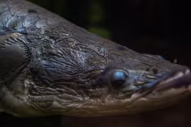 Cận cảnh 'quái vật' nước ngọt lớn nhất hành tinh ở sông Amazon