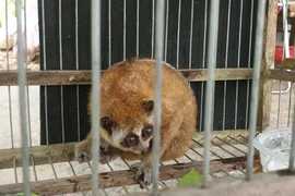 Cá thể cu li nhỏ được tìm thấy ở Huế: Loài quý hơn vàng