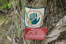 Loài cây kịch độc đứng đầu thế giới về khả năng hủy diệt