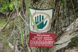 Loài cây kịch độc đứng đầu thế giới về khả năng hủy diệt