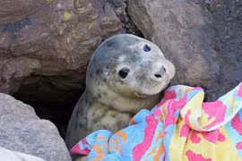 Bí ẩn khuôn mặt ngơ ngác của chú hải cẩu con qua khe đá 