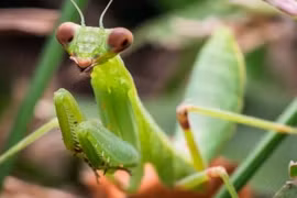 Điểm danh những 'kẻ săn tình' khét tiếng thế giới động vật