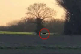 Bất ngờ thấy quái thú lởn vởn trên đồng ở vùng nông thôn nước Anh