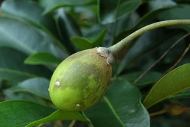 Những loài cây trong Sách đỏ ở Khu bảo tồn thiên nhiên Hòn Bà