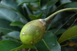 Những loài cây trong Sách đỏ ở Khu bảo tồn thiên nhiên Hòn Bà